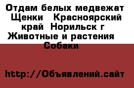 Отдам белых медвежат. Щенки - Красноярский край, Норильск г. Животные и растения » Собаки   